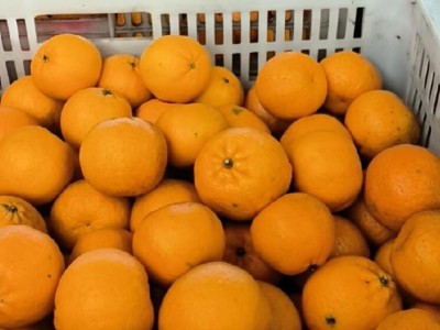 湖北宜昌特早熟蜜桔柑桔桔子代办