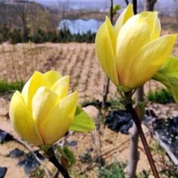 黄玉兰 12 14 16 18 20公分 树苗绿化 绿化苗木基地