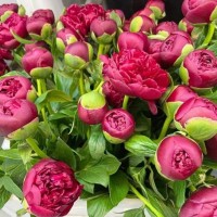 东方苗木销售楼子亚类木本芍药花朵鲜艳庭院小区公园绿化
