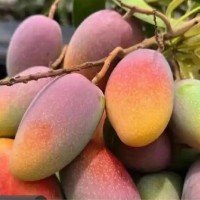 贵妃芒果新鲜水果现摘发货5斤装 食用农产品 否 冷冻