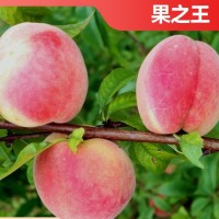 果之王 中桃11号批发 当季水果 肉质细嫩 基地供应品质高