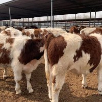 西门塔尔牛 肌肉健壮 疫苗齐全 好养易活 提供技术 先养后付款 来电详谈