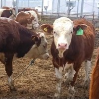 实地考察西门塔尔牛供应 育肥牛 肉牛养殖场 纯种 品质优秀