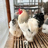 散养育肥出栏婆罗门鸡苗 大体型观赏梵天鸡 羽毛丰盈